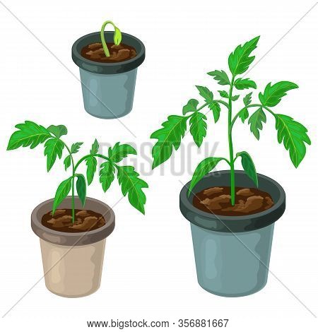 Tomato Plant In Pot Isolated. Healthy Young Tomato Seedlings Potted. Realistic Illustration Of Tomat