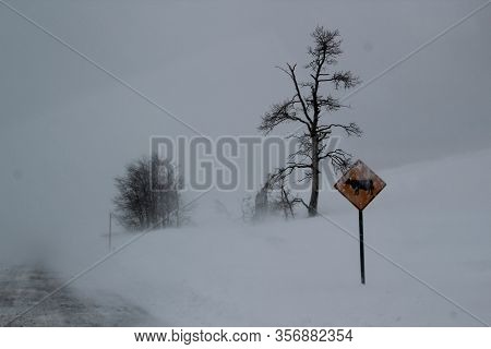 Snow Storm In The Mountains On 9600 Ft / Usa