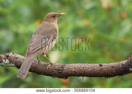 Brown Thrush Quietly Perched On A Tree