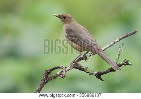 Beautiful Brown Thrush Resting On A Branch