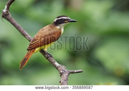 Yellow And Rufus Bird Perched On A Branch Looking For Food