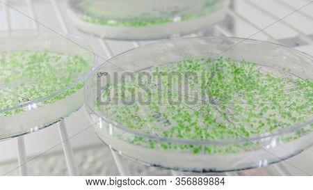 Close-up Of Cultures In Petri Dishes In Bioscience Laboratory Refrigerator. Concept Of Science, Labo