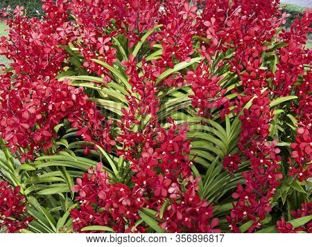 Close Up Of Red Mokara Orchid With Green Leaves In The Botanical Garden
