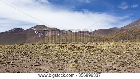 The Park Of Laguna Miscanti And Miniques