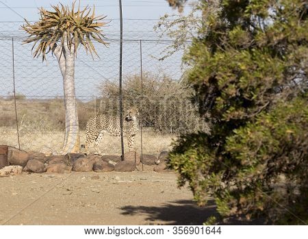 Photo Of A Cheeta In Captivity Close To A Quiver Tree, Namibia