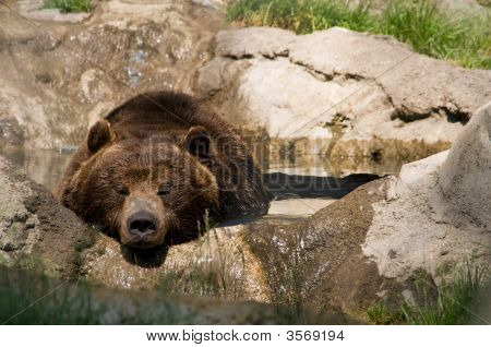 หมี Grizzly