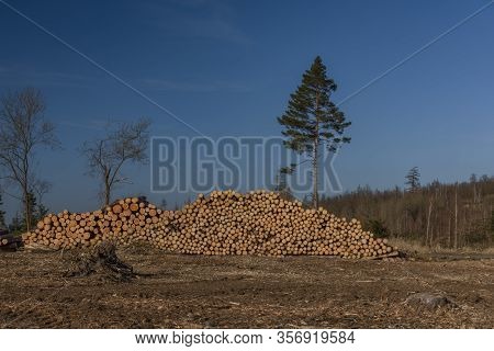 View For Landscape With Cut Down Forests After Bark Beetle