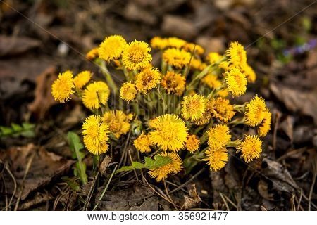 Yellow And Pretty Flowers Of Coltsfoot (tussilago Farfara)