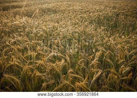 Wheat Field In The Early Morning