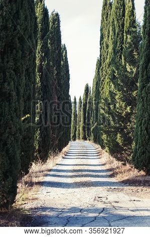 Tuscany With Italian Evergreen Cypress Road, Idyllic Seasonal Nature Landscape. Outdoors Vertical Co