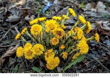 Blooming In Early Spring Bush Coltsfoot. Beautiful Yellow Coltsfoot Flower. Tussilago Farfara (colts