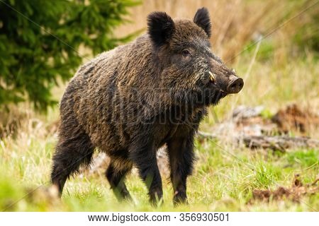 Dominant Wild Boar Male Sniffing With Massive Snout With White Tusks On Meadow