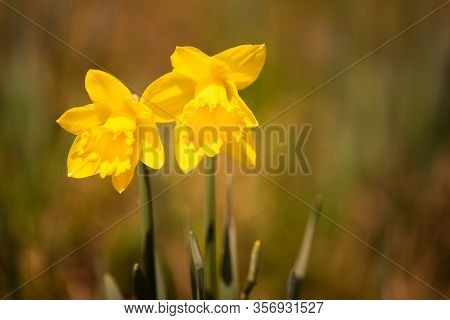 Yellow Daffodils On The Meadow Before Spring. Suny Day In Austria