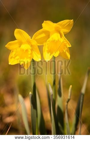 Yellow Daffodils On The Meadow Before Spring. Suny Day In Austria