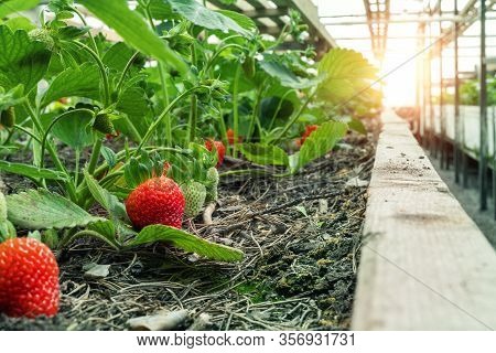 Close-up Green Bush Of Organic Natural Ripe Red Strawberry Growing At Tunnel Greenhouse Indoors Back