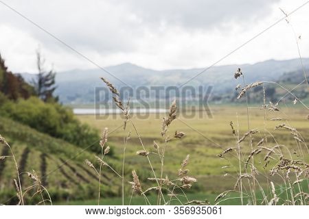 Aquitania, Boyaca / Colombia; April 8, 2018: Rural Andean Landscape, Spikes And Fields Near Tota, Th