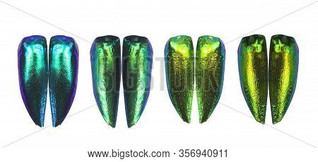 Many Metallic Wings Of The Jewel Beetles Green. On White Background Clipping Path. For Fashion Cloth