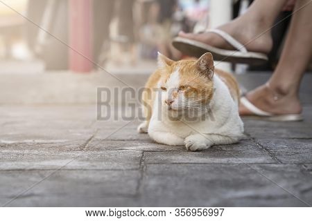 A Quiet White And Red Cat Sits On The Sidewalk At The Feet Of The Owner