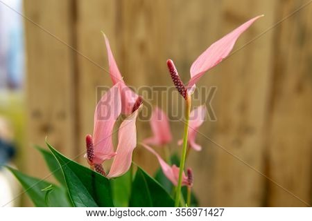 Spatifilum Plants In Pot On Brown Wooden Table. Close Up Potting Plants. Spring, Nature Background.