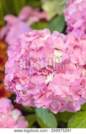 Hydrangea Has The Scientific Name Hydrangea Macrophylla (thunb.) Ser. Belongs To The Family Hydrange