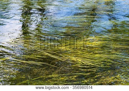 Seaweeds Floating Under Clear Water. Long Seagrass Moving In The Water. Nature Background