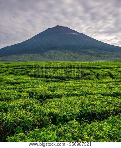 Kerinci Volcano Seen From Kersik Tua Tea Plantations. Amazing Location To Enjoy The Nature In Sumatr