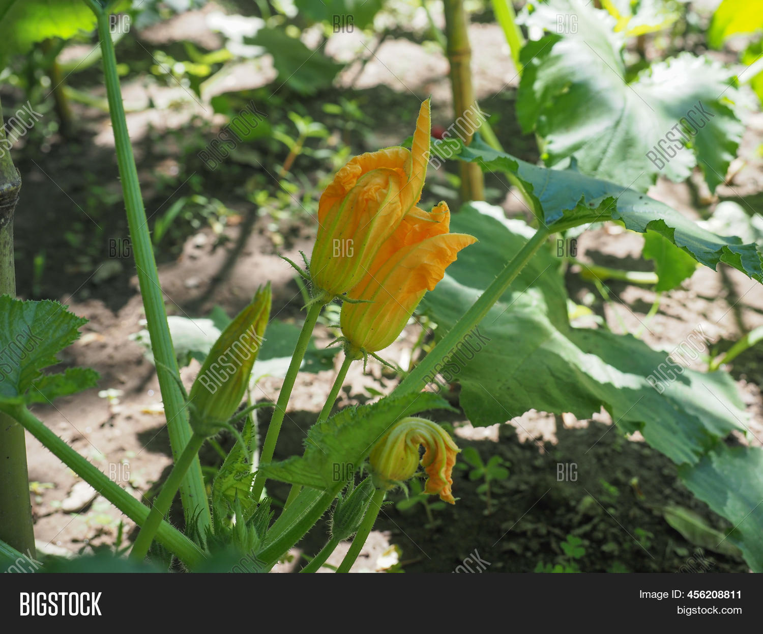 Zucchini Aka Image & Photo (Free Trial) Bigstock