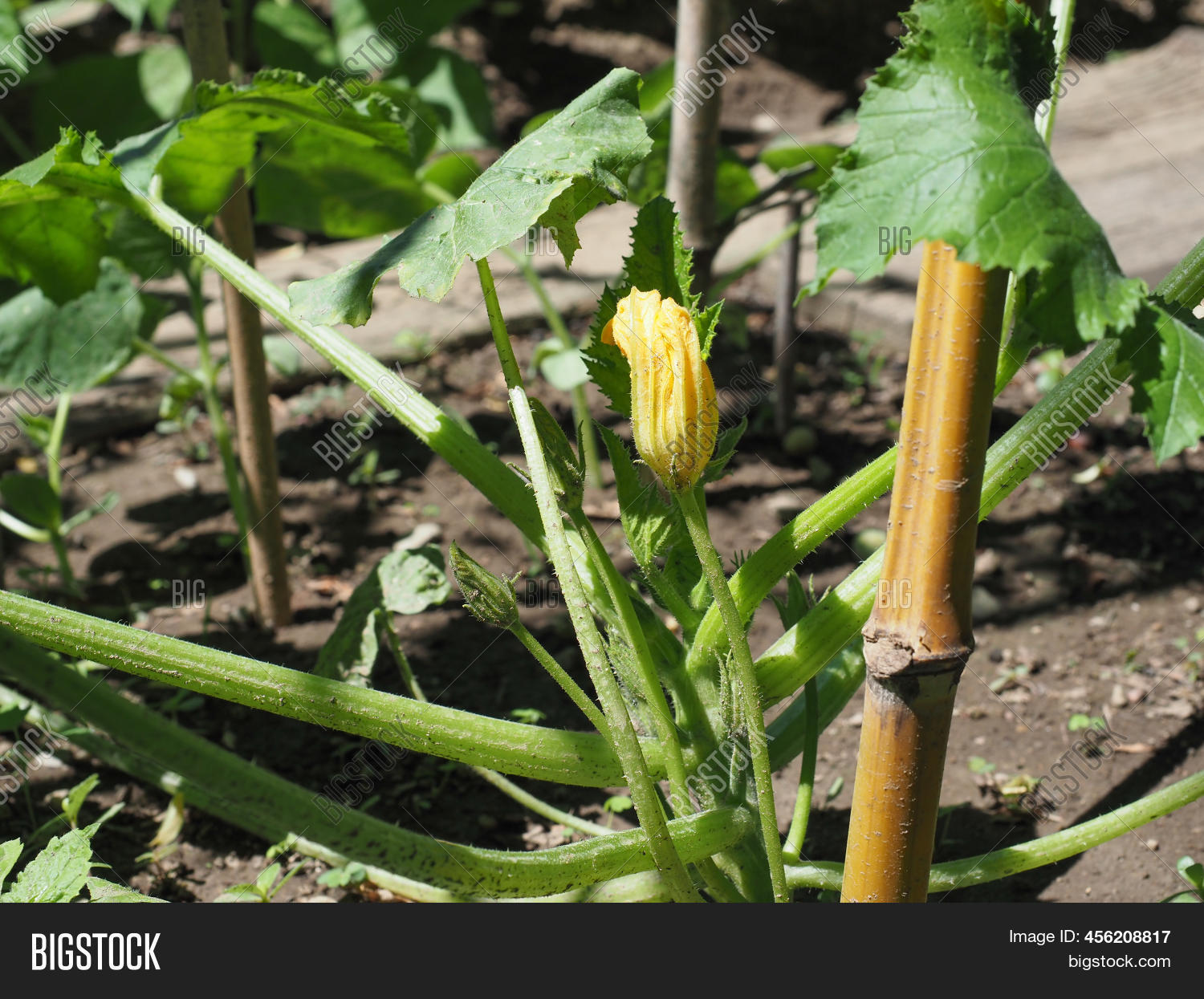 Zucchini Scientific Image & Photo (Free Trial) Bigstock