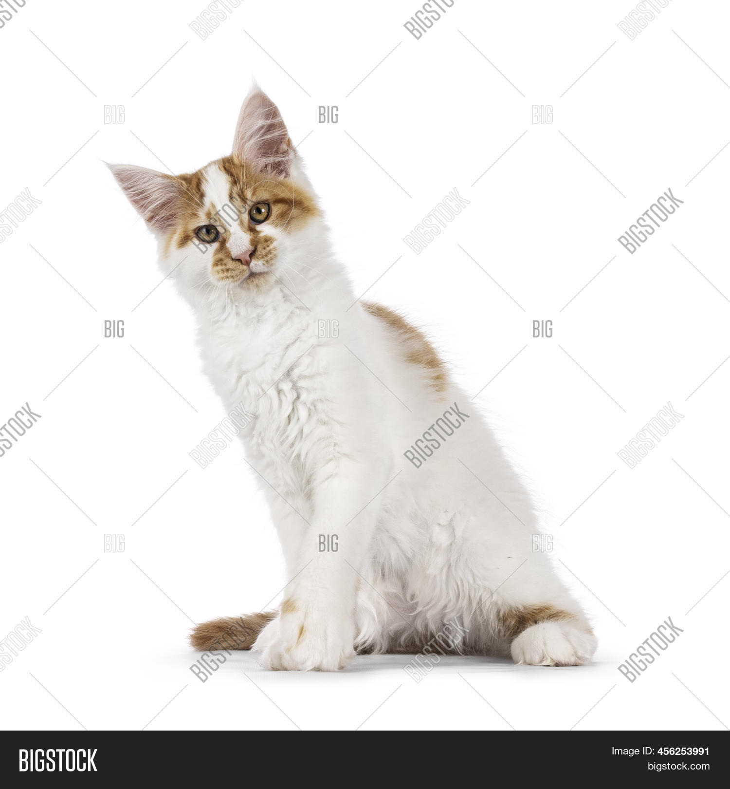 Cute Harlequin Maine Image & Photo (Free Trial) | Bigstock