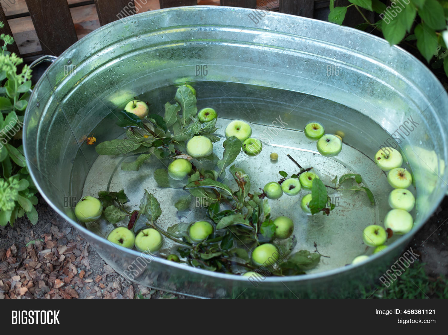Basin Water Apples Image & Photo (Free Trial) Bigstock
