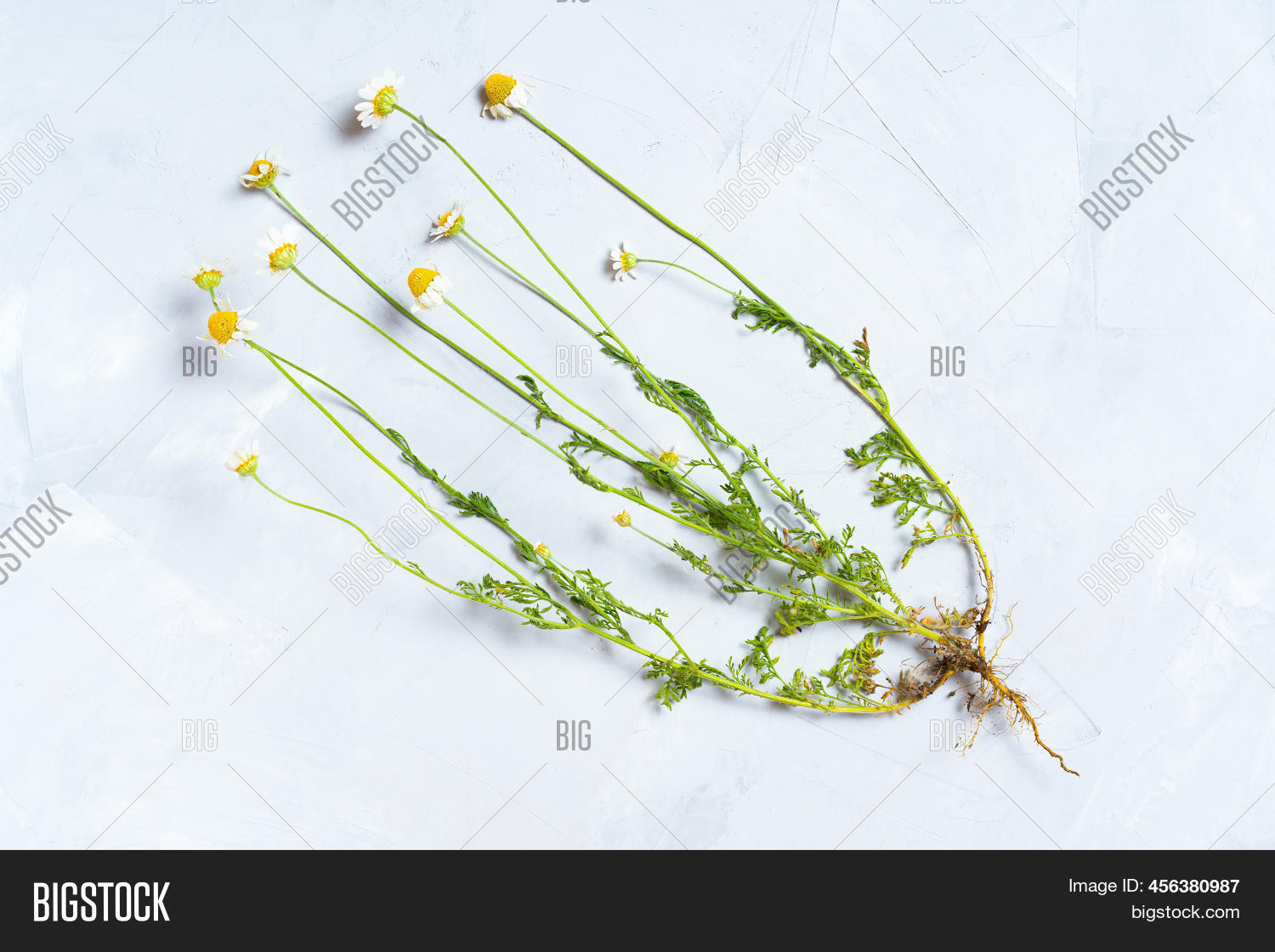 Cluster Daisies Root Image & Photo (Free Trial) | Bigstock
