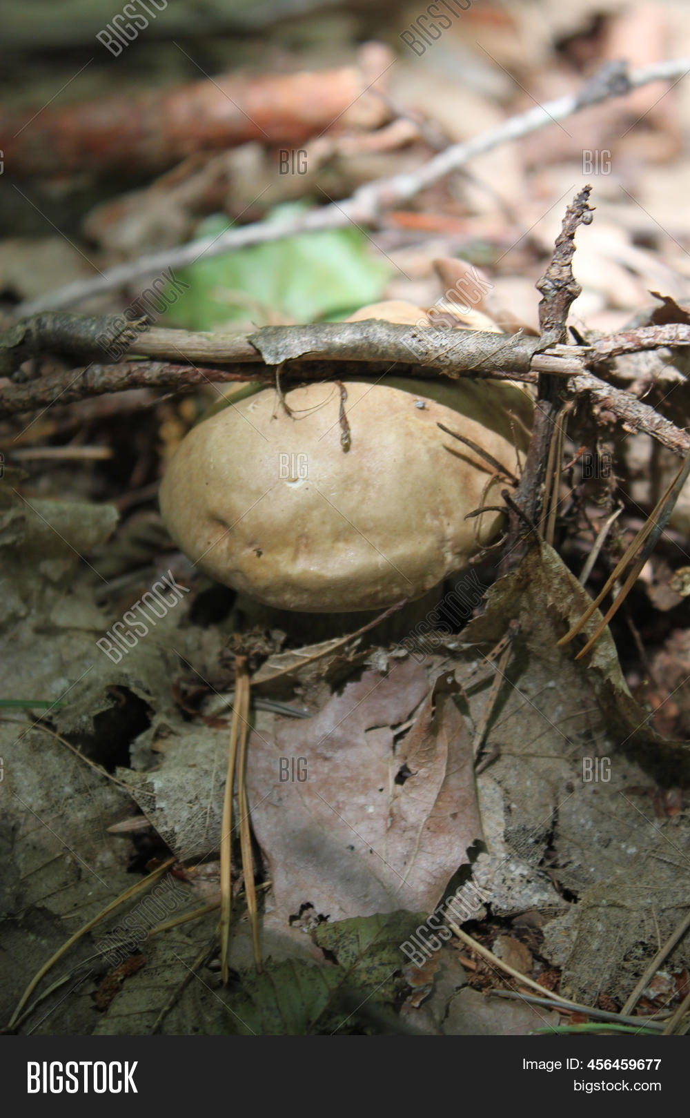 Young Porcini Mushroom Image & Photo (Free Trial) Bigstock