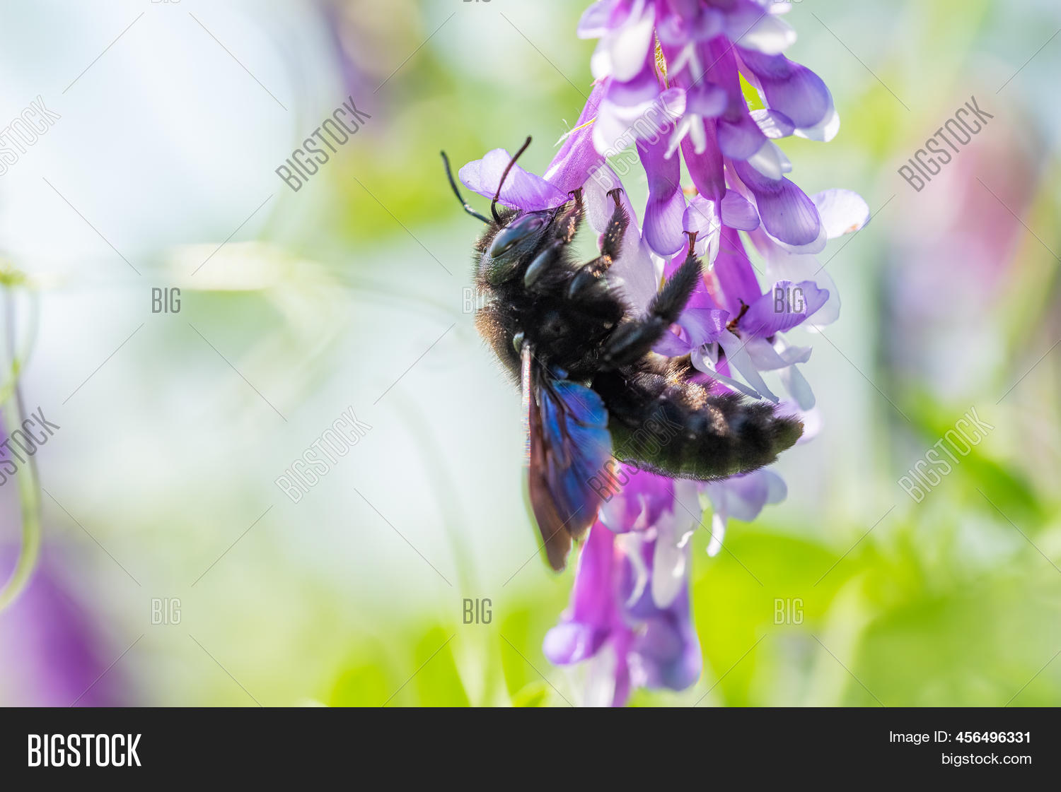Violet Carpenter Bee Image & Photo (Free Trial) | Bigstock