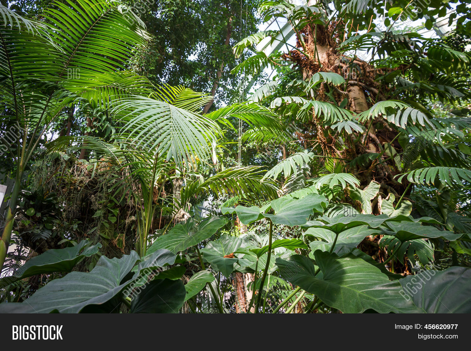 Tropical Jungle Forest Image & Photo (Free Trial) | Bigstock