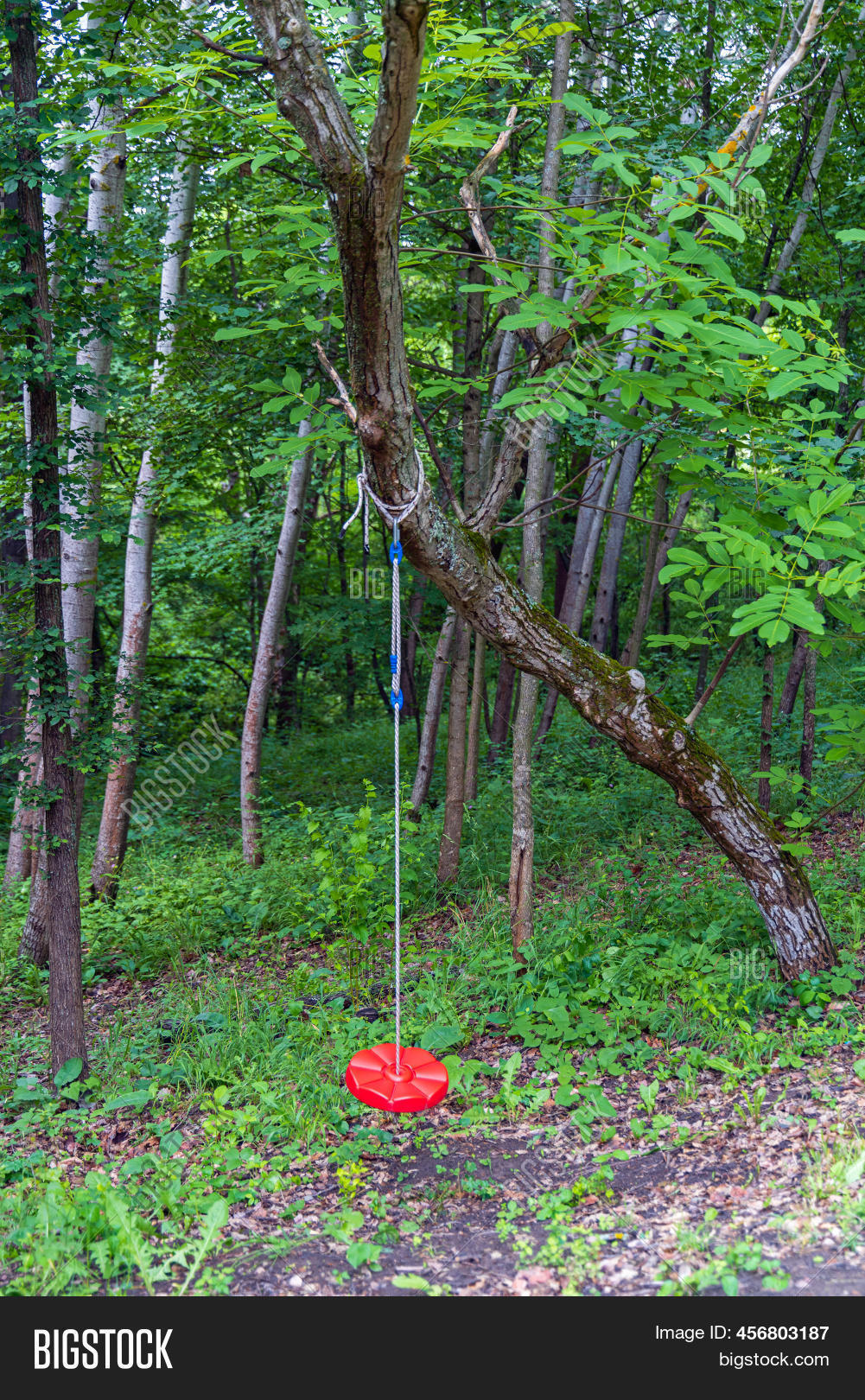 Single Rope Tree Swing Image & Photo (Free Trial) Bigstock