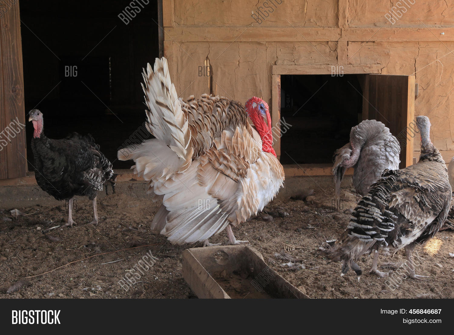 Breeding Turkeys On Image & Photo (Free Trial) | Bigstock