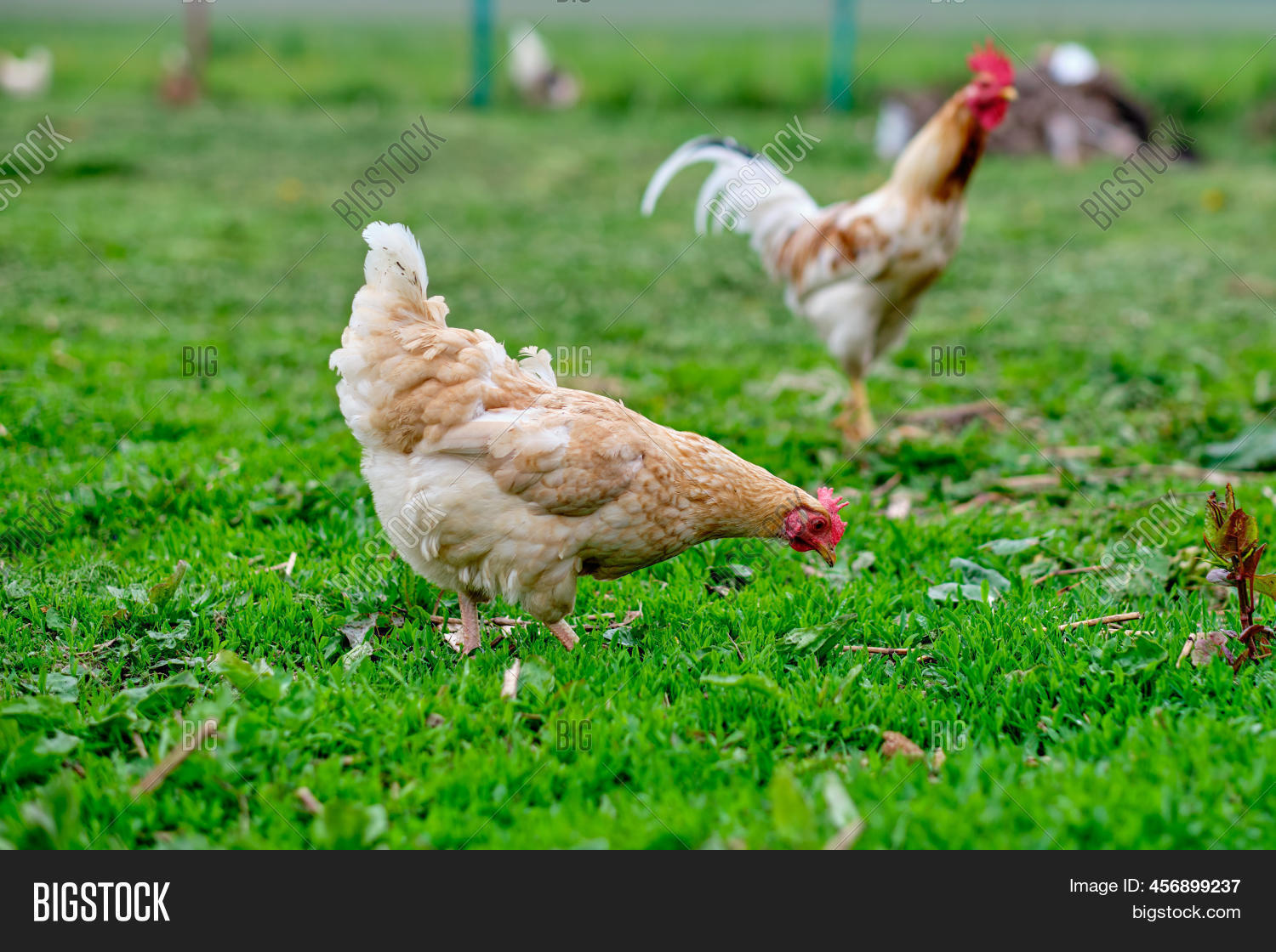 Freerange Chickens On Image & Photo (Free Trial) Bigstock