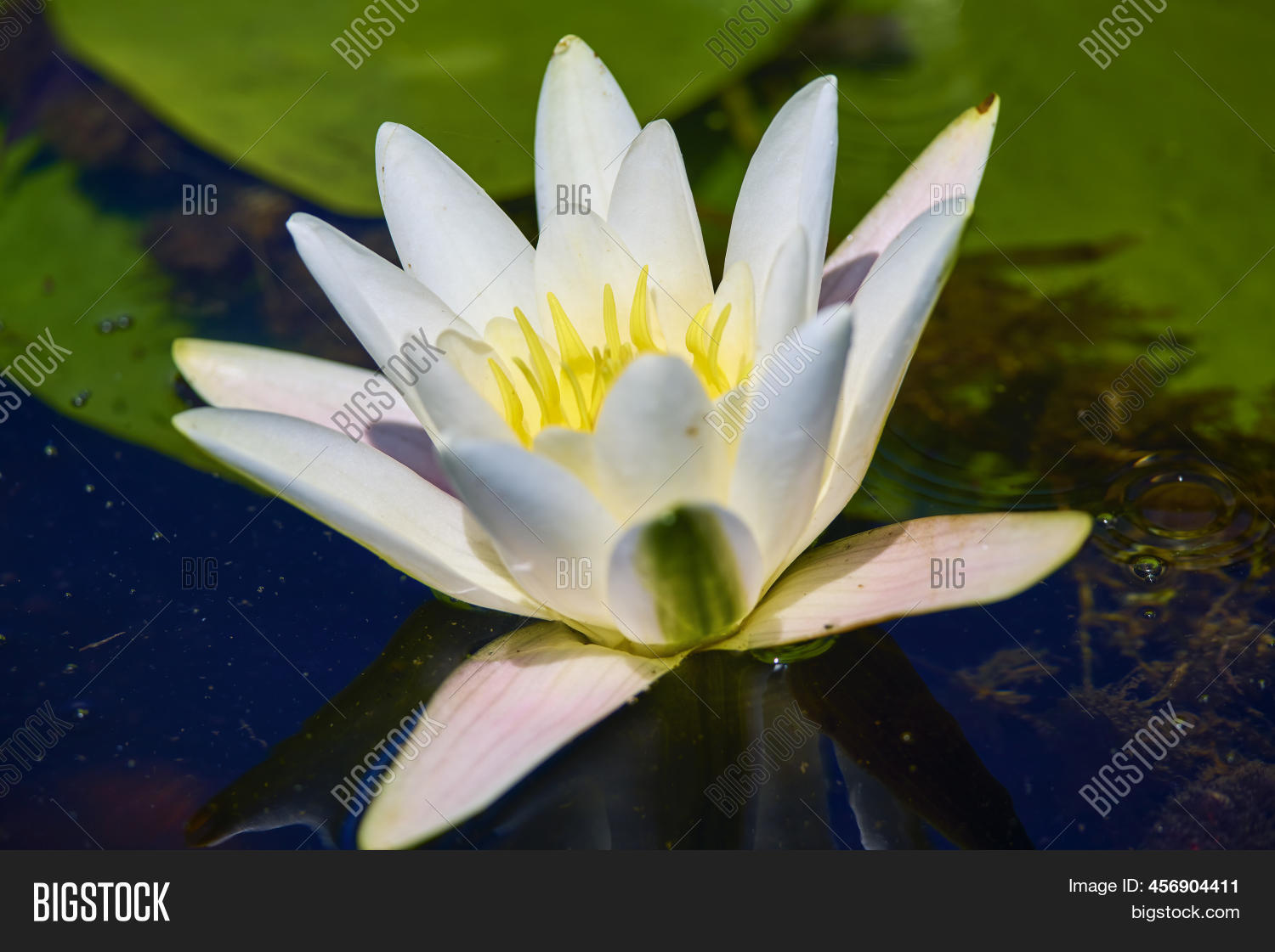 White Lotus Yellow Image & Photo (Free Trial) Bigstock