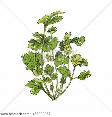 Green Branch, Coriander Bush, Botanical Vector Illustration, Hand-drawn, On White Background.