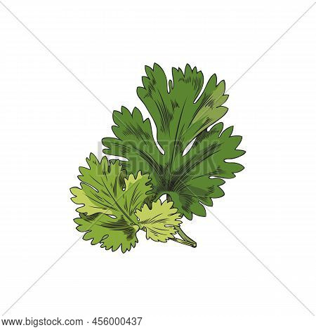 Green Coriander Leaf, Botanical Vector Illustration, Hand-drawn, On A White Background.
