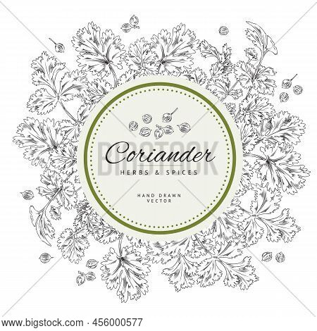 Text Frame, Coriander Branches And Leaves, Vector Sketch Illustration Monochrome.