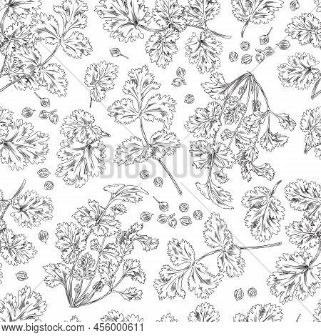 Seamless Pattern, Coriander Branches And Leaves, Vector Sketch Illustration Monochrome.