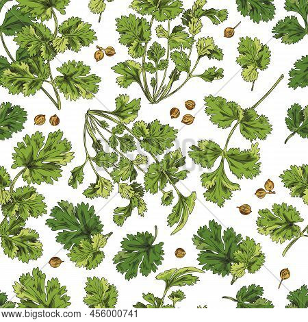 Seamless Pattern, Green Coriander Branches And Leaves, Vector Sketch Illustration.