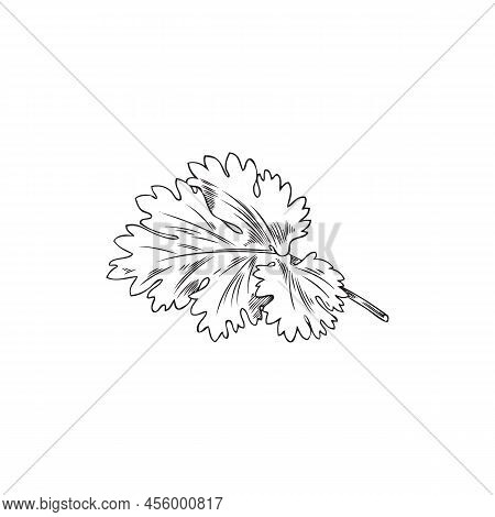 Coriander Leaf, Botanical Vector Illustration, Hand-drawn, On A White Background.