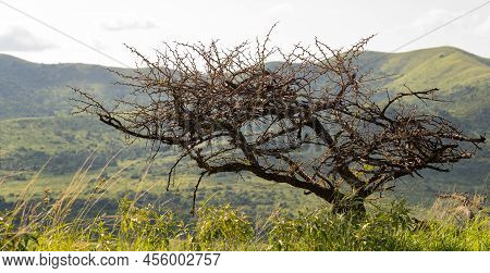 Trees And The Nature Reserve Hluhluwe Imfolozi Park South Africa