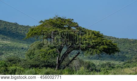 Trees And The Nature Reserve Hluhluwe Imfolozi Park South Africa