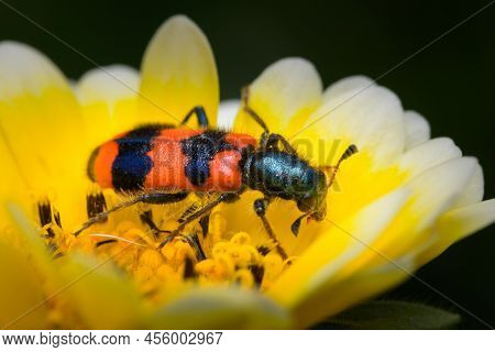 Colorful Checkered Beetle (trichodes Apiarius, Cleridae) Sitting In A Flower