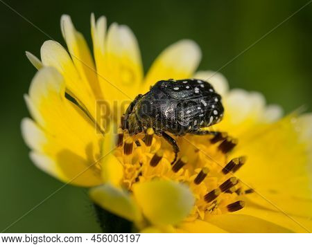 A White Spotted Rose Beetle (oxythyrea Funesta, Cetoniidae) Sitting On A Yellow Flower