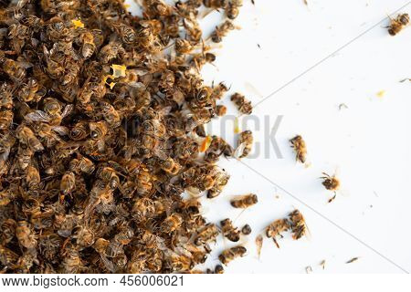 Dead Bees Poisoned Or Killed By Bad Weather. On A White Background