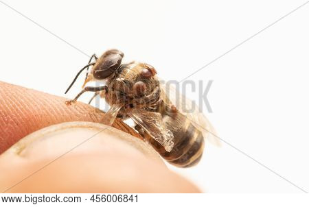 Dead Bee Infected With Varroa Mite In Beekeepers Hand, Close-up Selective Focus.
